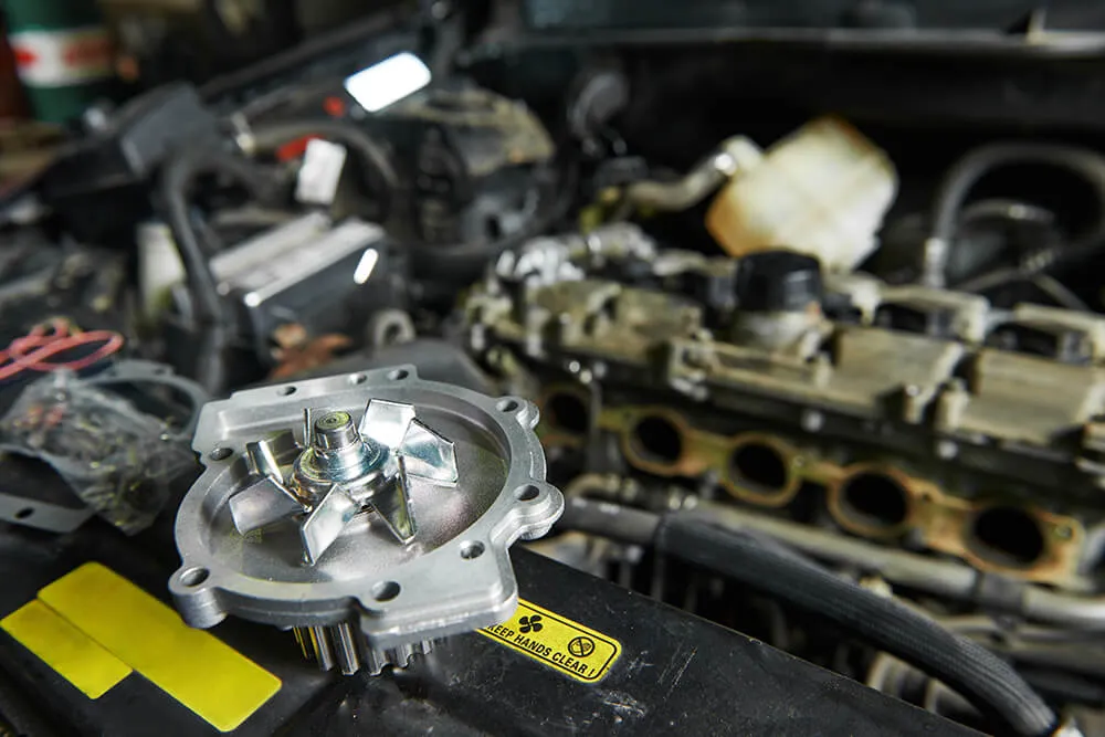 Why Do Jaguars Require Specialized Care?